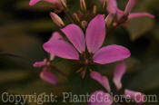 PGC-A-Cleome-Senorita-Rosality-2011-05-001