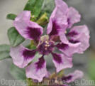 PGC-A-Cuphea-flavea-Purple-Pink-2011-02