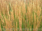 PGC-G-Calamagrostis-x-acutiflora-Overdam-205