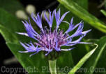 PGC-P-Centaurea-cyanus-2011-01