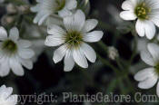 PGC-P-Cerastium-tomentosum-2011-03