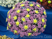 PGC-P-Chrysanthemum-Cappuccino-Pink-Yellow-Tan