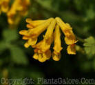 PGC-P-Corydalis-lutea-2010-10_1