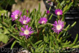 PGC-P-Delosperma-Table-Mountain-2010-m001