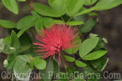 PGC-S-Calliandra-emarginata-MSU-8-2011-002