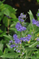 PGC-S-Caryopteris-x-clandonensis-0001