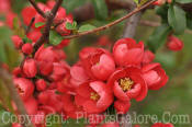 PGC-S-Chaenomeles-AA-0sx-0006