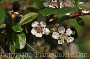 PGC-S-Cotoneaster-dammeri-Coral-Beauty-04