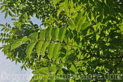 PGC-T-Celtis-occidentalis-Eyestopper-2010-01.JPG-2