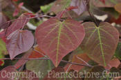 PGC-T-Cercis-canadensis-Forest-Pansy-2010-02