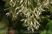 PGC-T-Chionanthus-virginicus-05