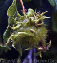 PGC-T-Corylus-columa-2010-10