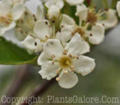 PGC-T-Crataegus-crusgalli-inermis-Cruzam-2010-02