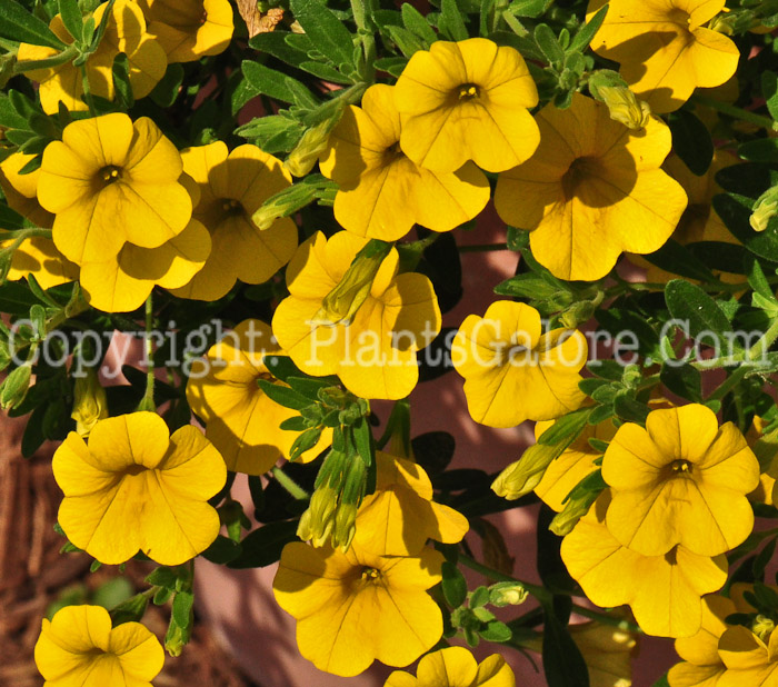 PGC-A-Calibrachoa-Banana-series-Celebration-713-1