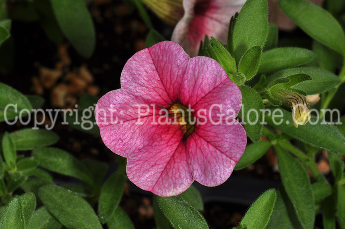 PGC-A-Calibrachoa-Mozart-series-Celebration-0413-2