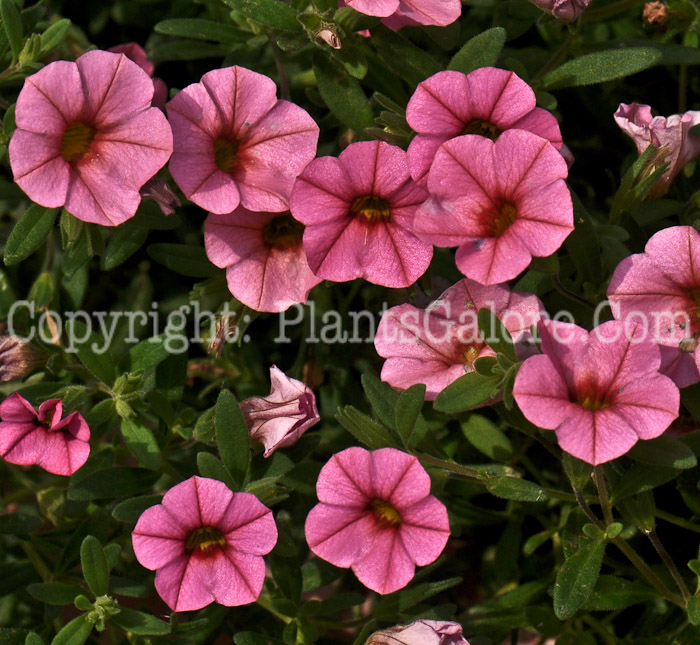 PGC-A-Calibrachoa-Million-Bells-Cosmos-Pink-1