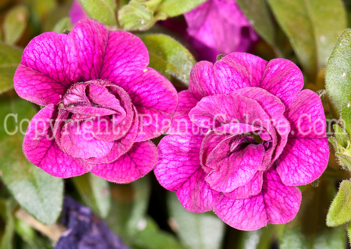 PGC-A-Calibrachoa-Minifamous-Double-Purple-0514-1