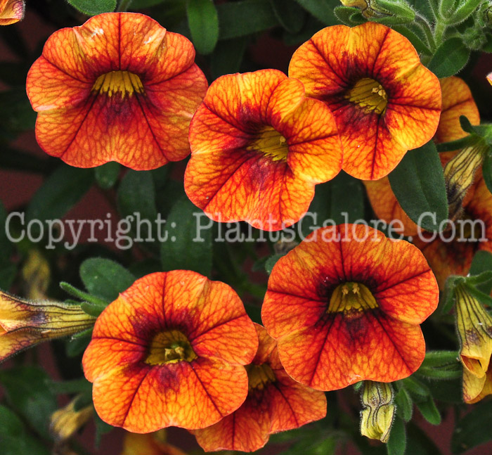 PGC-A-Calibrachoa-Spicy-series-Superbells-713-3