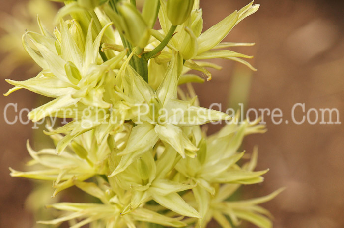 PGC-B-Camassia-leichtlinii-aka-Leichtlin-Quamash-1