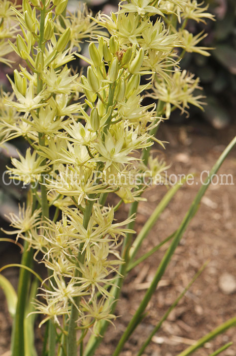 PGC-B-Camassia-leichtlinii-aka-Leichtlin-Quamash-2