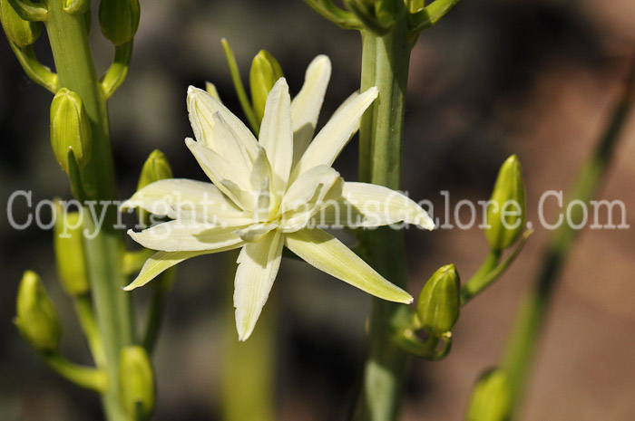 PGC-B-Camassia-leichtlinii-aka-Leichtlin-Quamash-3