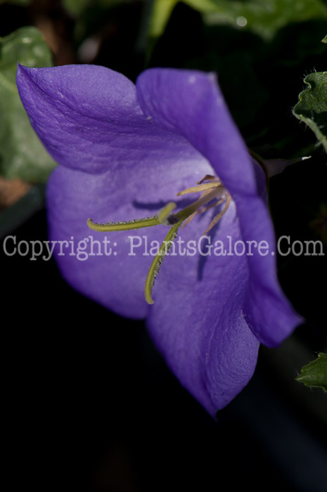 PGC-P-Campanula-Deep-Blue-Clip-0414-2