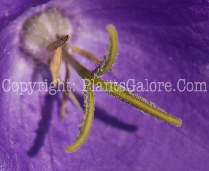 PGC-P-Campanula-Deep-Blue-Clip-0414-3