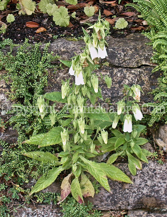 PGC-P-Campanula-formanekiana-2010_01