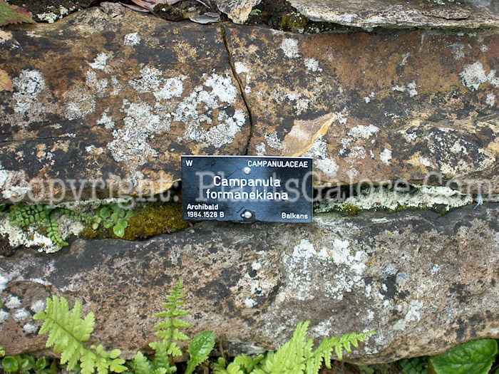 PGC-P-Campanula-formanekiana-2010_02