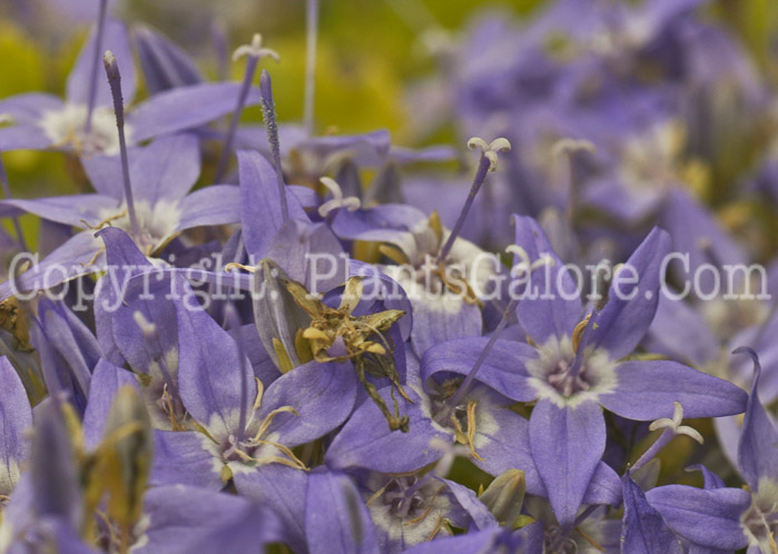 PGC-P-Campanula-garganica-Dicksons-Gold-2011-01