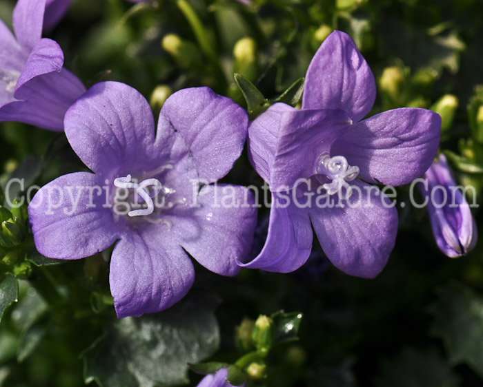 PGC-P-Campanula-portenschlagiana-2010-01