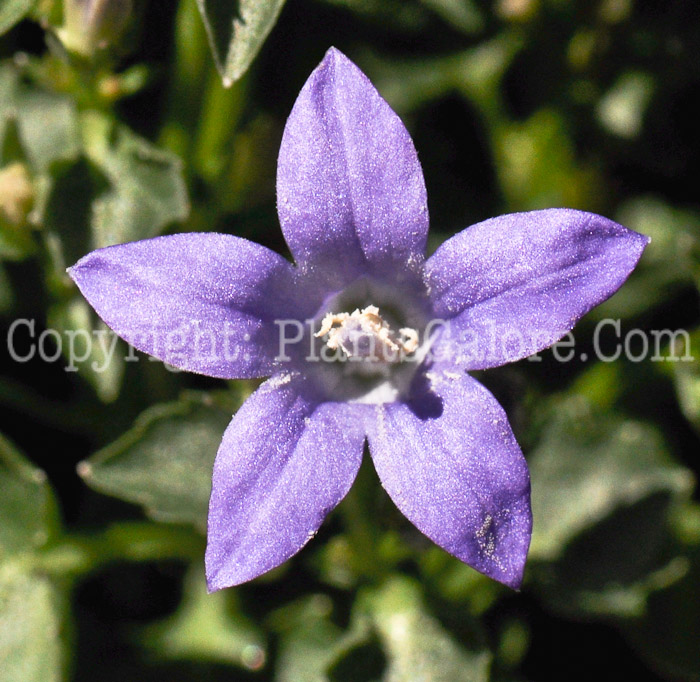 PGC-P-Campanula-portenschlagiana-2-0002