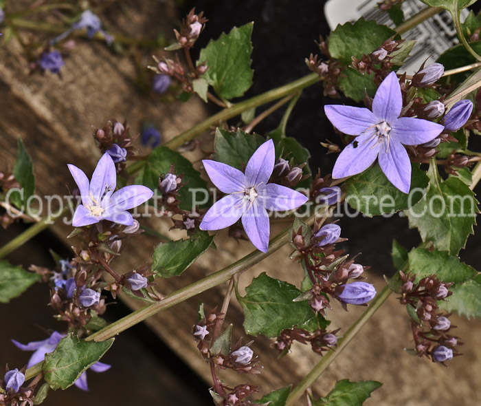 PGC-P-Campanula-poscharskyana-Blue-Waterfall-2010-04