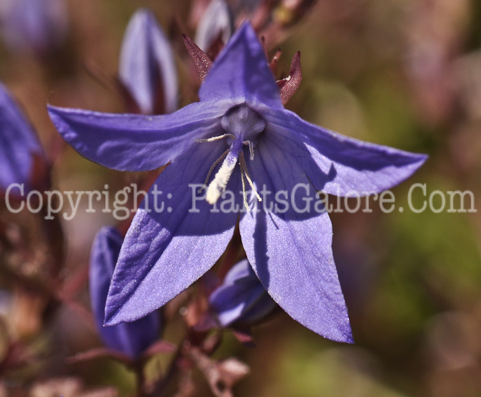 PGC-P-Campanula-poscharskyana-Blue-Waterfall-2010-06