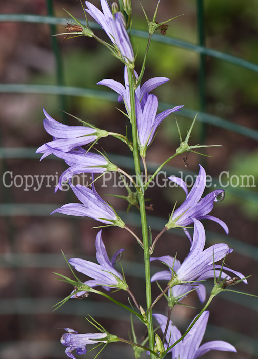 PGC-P-Campanula-rapunculus-aka-Rampion-0614-1