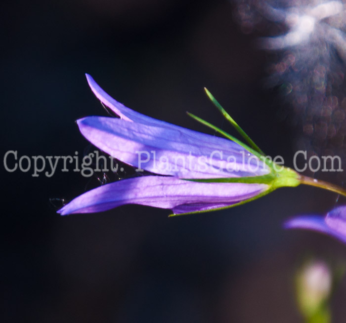 PGC-P-Campanula-rapunculus-aka-Rampion-0614a-1