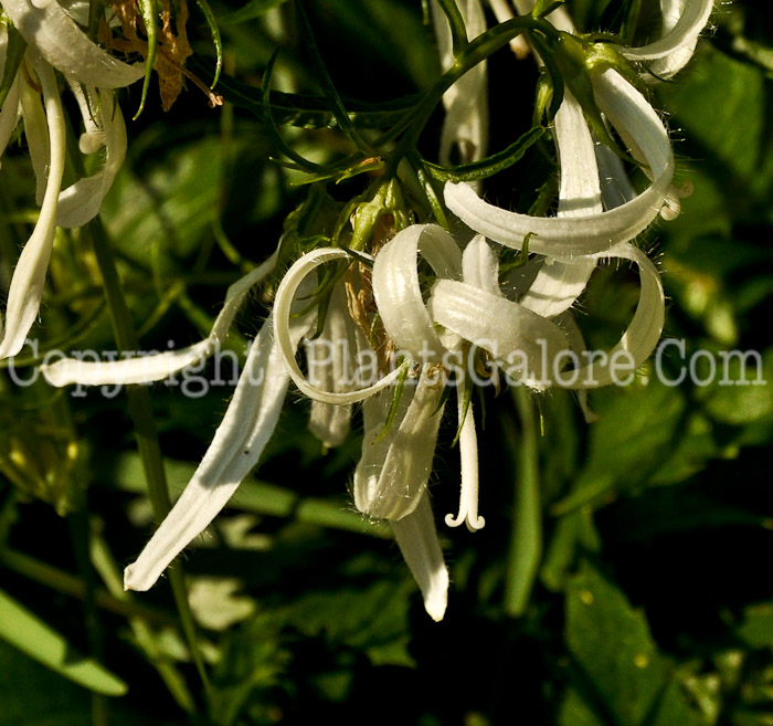 PGC-P-Campanula-takesimiana-Beautiful-Trust-2012-2