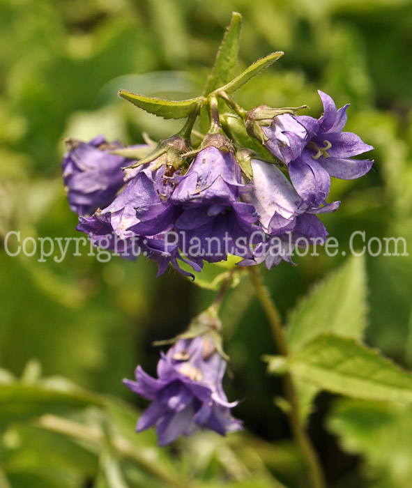 PGC-P-Campanula-trachelium-Bernice-05
