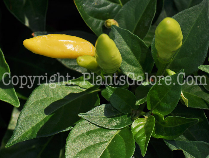PGC-A-Capsicum-frutescens-aka-Tabasco-Pepper-1
