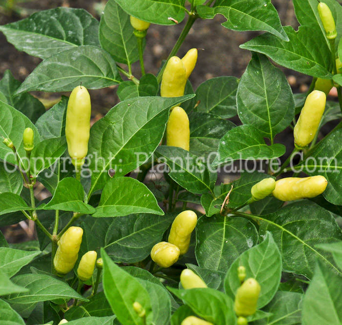 PGC-A-Capsicum-frutescens-aka-Tabasco-Pepper-3