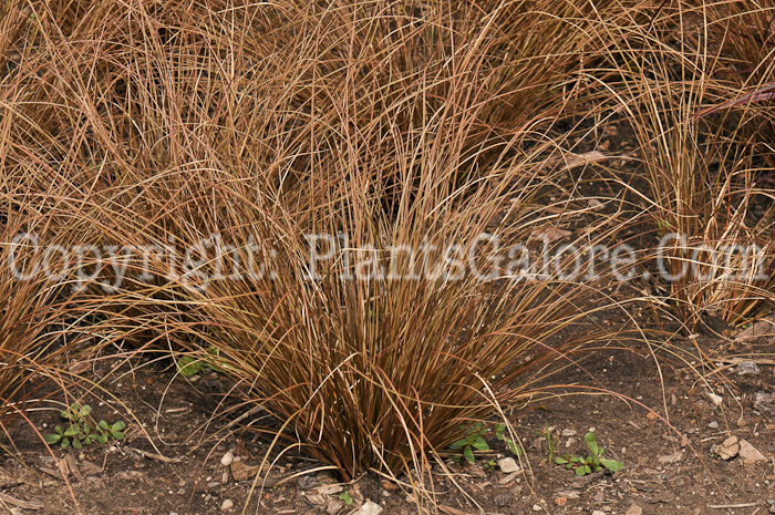 PGC-G-Carex-Toffee-Twist-aka-Sedge-1