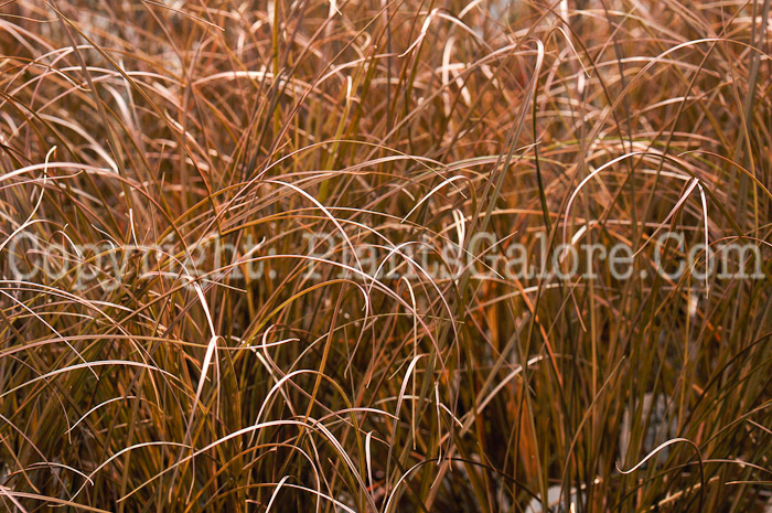 PGC-G-Carex-Toffee-Twist-aka-Sedge-2