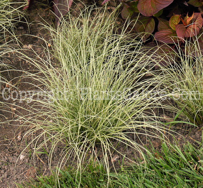 PGC-G-Carex-Amazon-Mist-aka-Sedge-1