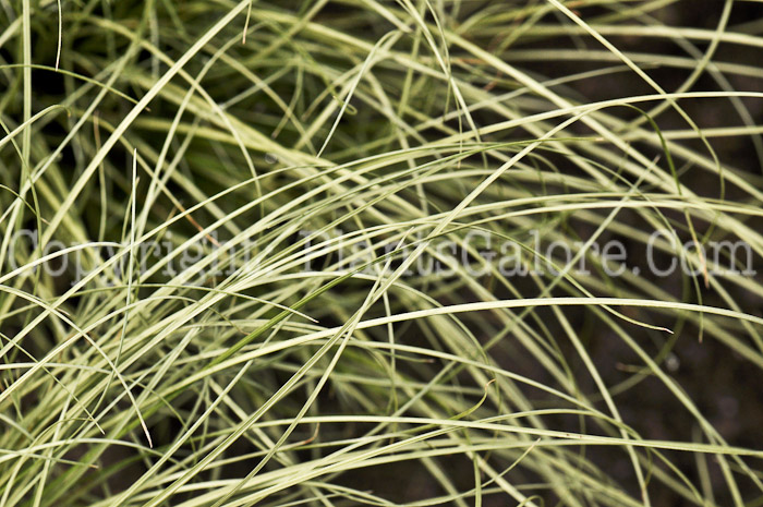PGC-G-Carex-Amazon-Mist-aka-Sedge-2