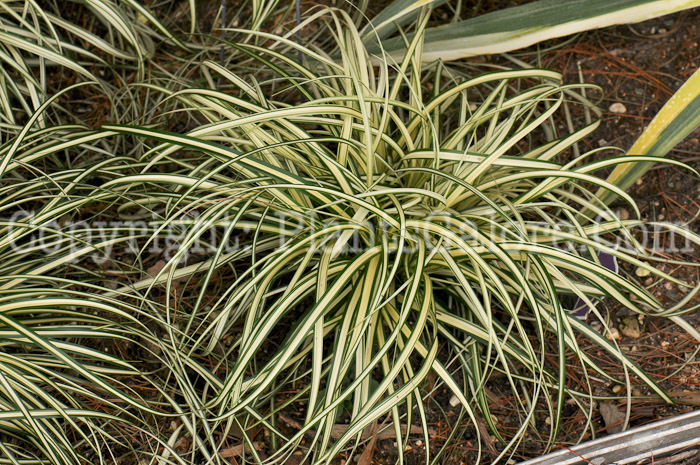 PGC-G-Carex-hachijoensis-Evergold-aka-Sedge-1