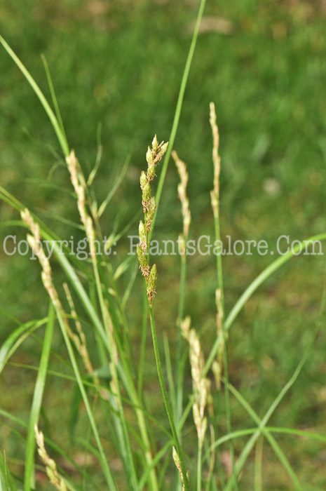 PGC-G-Carex-muskingumensis-aka-Muskingum-Sedge-1