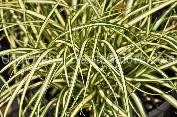 PGC-G-Carex-oshimensis-Evergold-aka-Sedge-2
