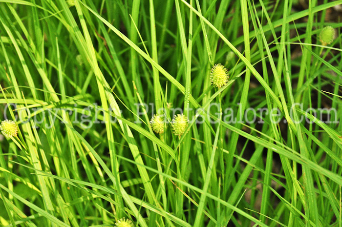 PGC-G-Carex-squarrosa-aka-Squarrose-Sedge-1