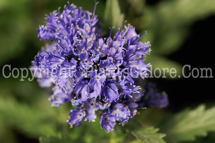 PGC-S-Caryopteris-x-clandonensis-Blue-Myth-1