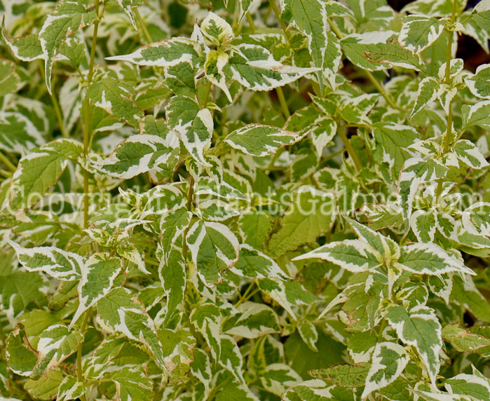 PGC-S-Caryopteris-divaricata-2012 (1 of 4)